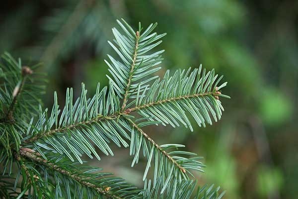 Wild Silver Fir Essential Oil