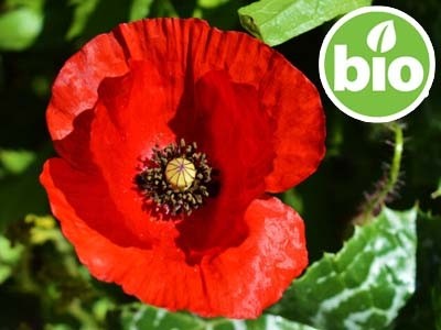Organic 1st-press Poppy Seed Oil