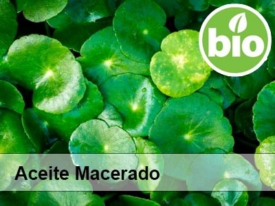 Organic Centella Asiatica Oil