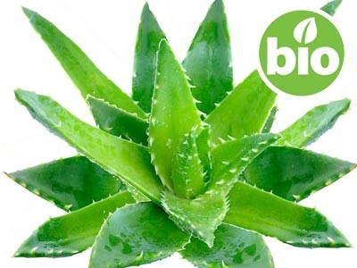 Organic Aloe Vera Oil