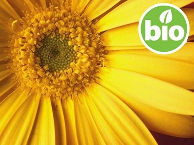 Organic Arnica Oil