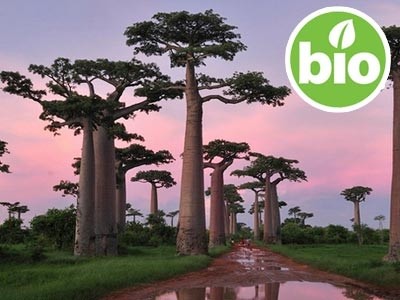 Organic Baobab Oil - 1st Pressing
