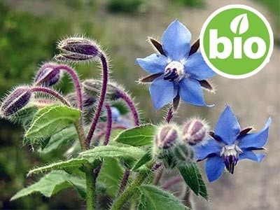 Organic Virgin Borago / Borage Oil