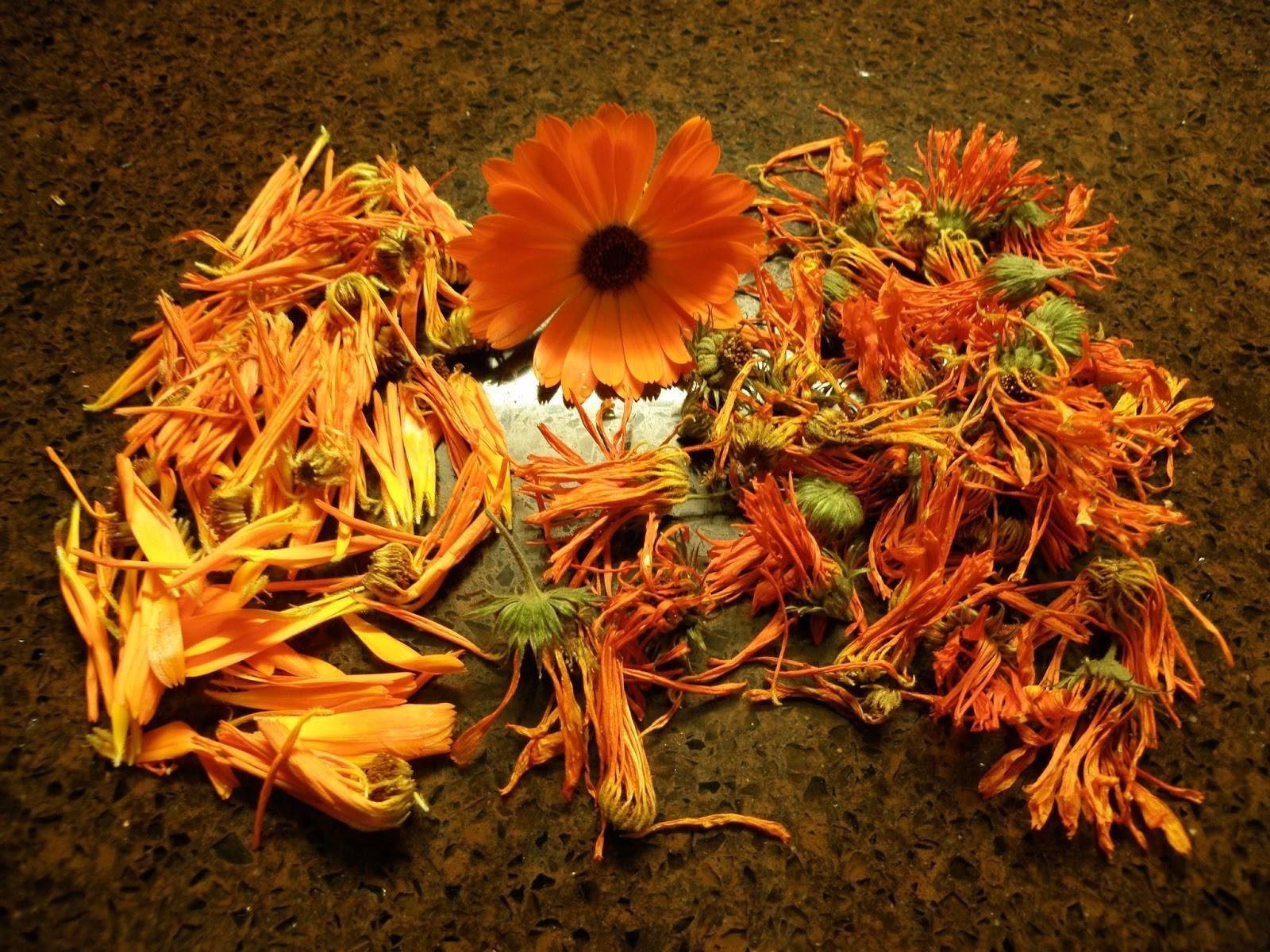 Calendula Oil