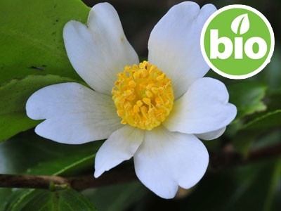 Organic Virgin Camellia Oil