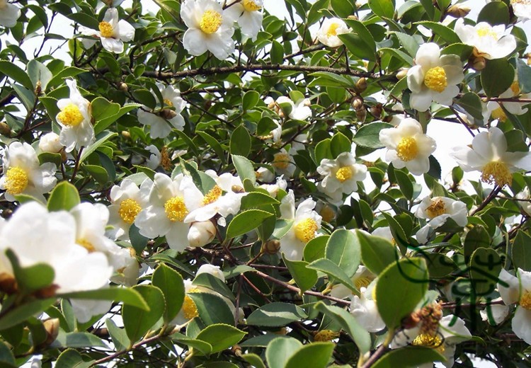 Camellia Oil - Green Tea