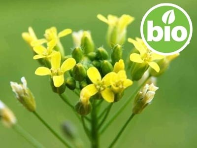 Organic 1st-press Virgin Camelina Sativa Oil