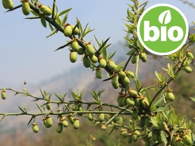 Organic 1st-press Dathelo Oil
