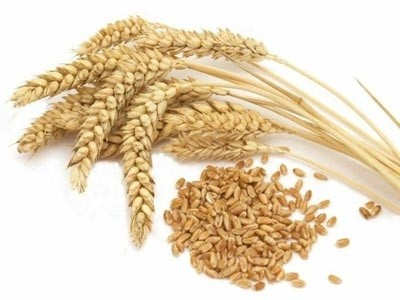 Refined Wheatgerm Oil