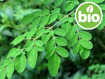 Organic Virgin Moringa Oil - 1st Pressing