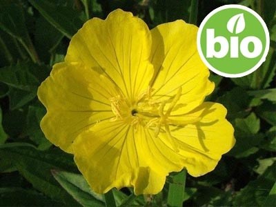 Organic Virgin Evening Primrose Oil