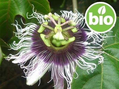 Organic Passionflower / Passion Fruit Oil - 1st Pressing