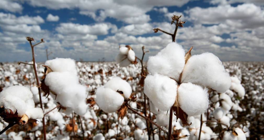 Cottonseed Oil