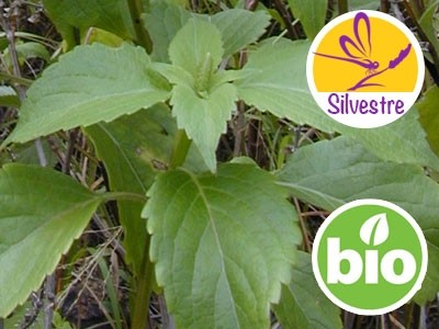 Wild Organic Clove or Spicy Basil Essential Oil