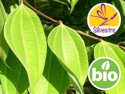 Wild and Organic Himalayan Cinnamon Essential Oil