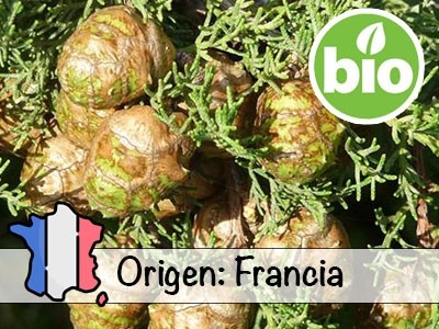 Organic Provence Cypress Essential Oil - France