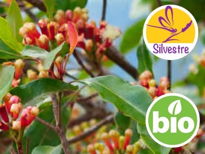 Wild and Organic Green Clove Bud Essential Oil