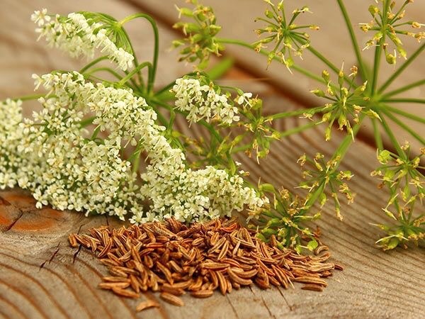Caraway