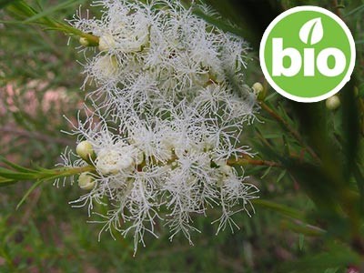 South African Tea Tree