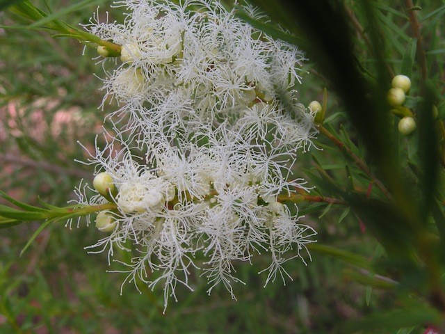 Australian Tea Tree