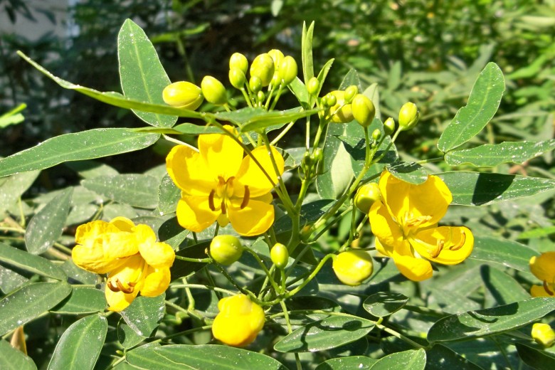 Gurjun Balsam