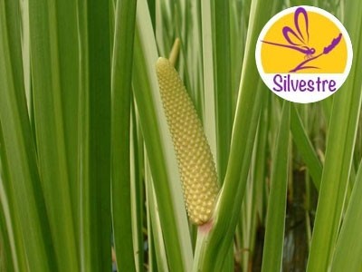 Sweet Flag Essential Oil - Wild