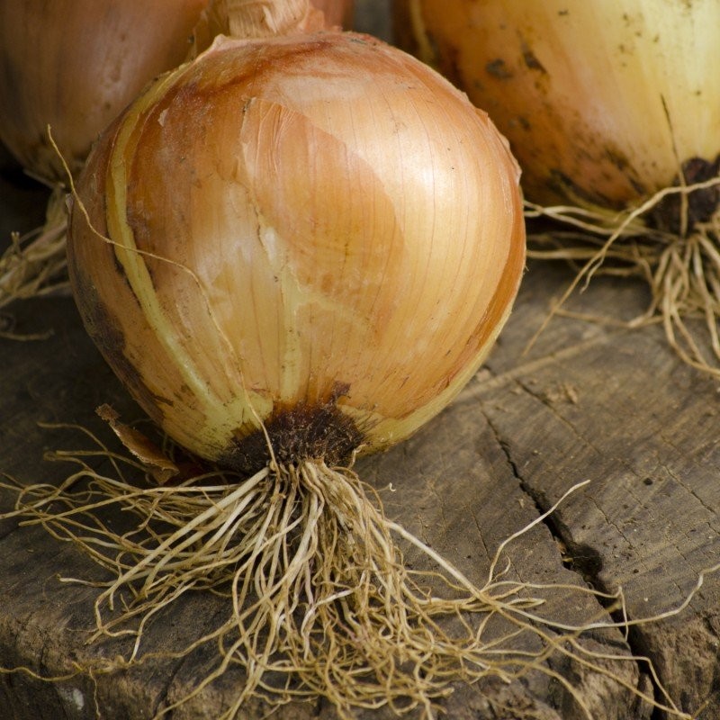 Onion