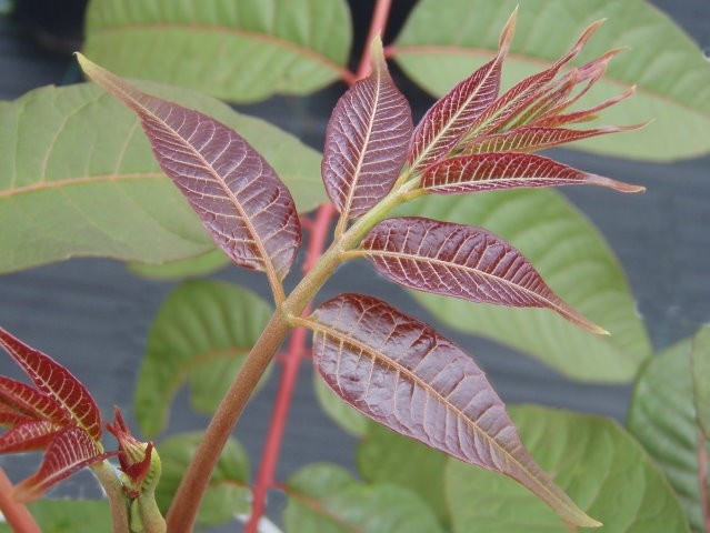 Chinese Cedar