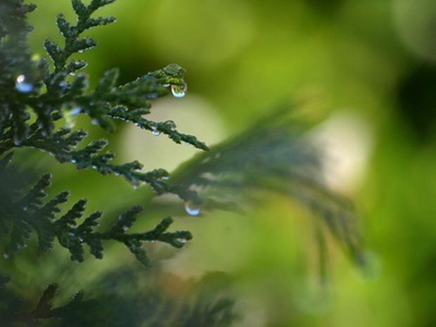 Cedar (Leaves)
