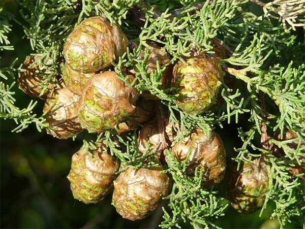 Cypress
