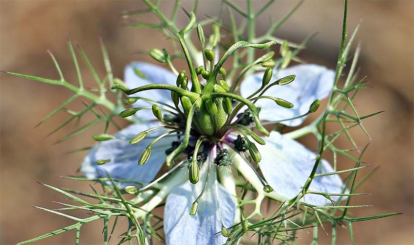 Cumin