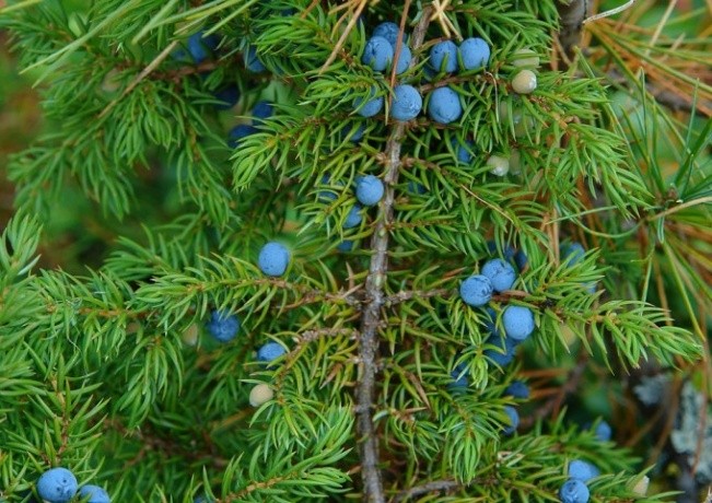 Juniper Cade