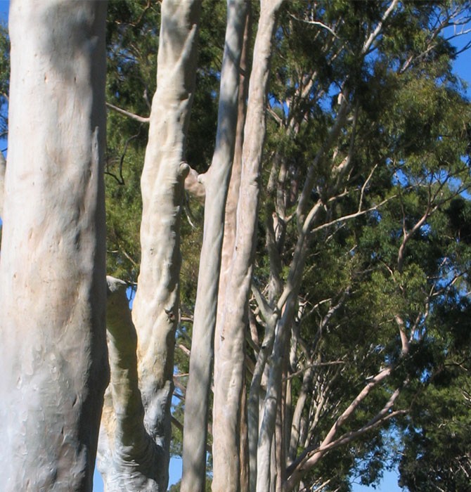 Eucalyptus Citriodora