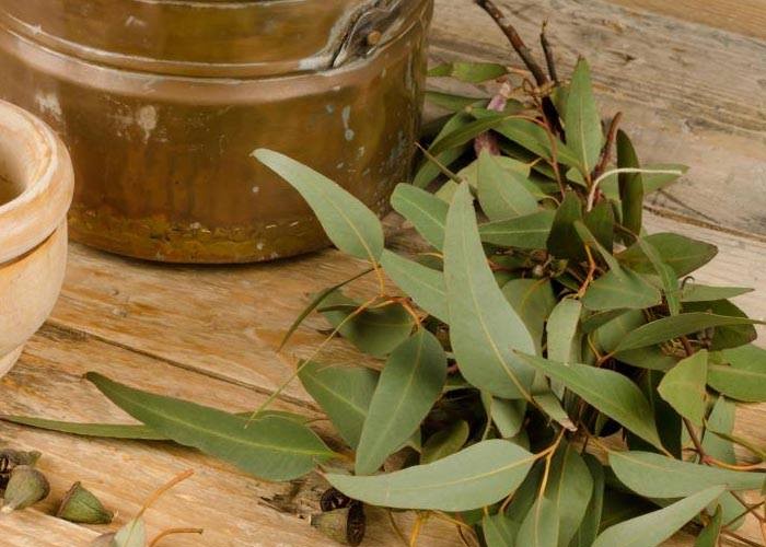Common Eucalyptus