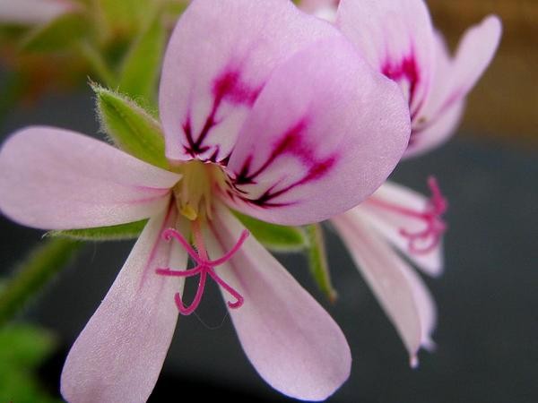 Geranium Absolute
