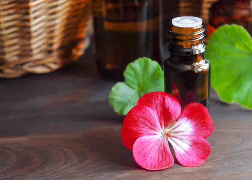 Geranium