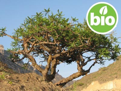 Organic Carterii Frankincense