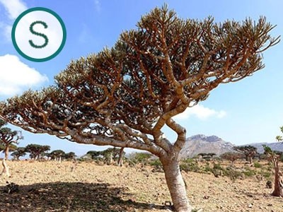 Wild Serrata Frankincense Essential Oil