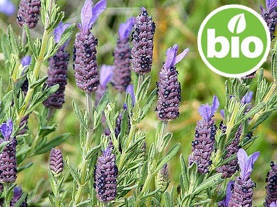 Organic Seville Lavender