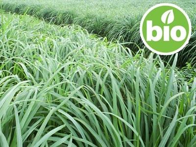 Organic Lemongrass