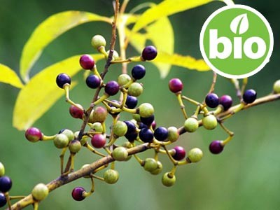 Organic Litsea cubeba