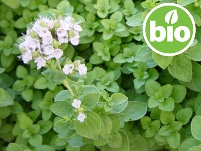 Organic French Marjoram Essential Oil