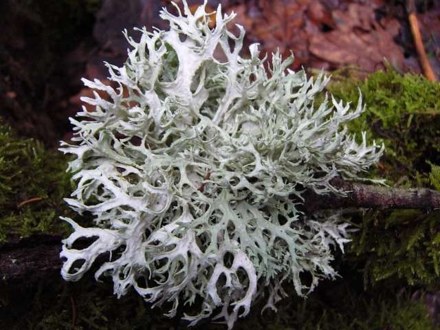 Oakmoss