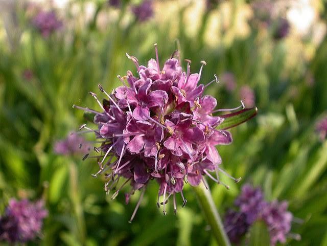 Himalayan Spikenard