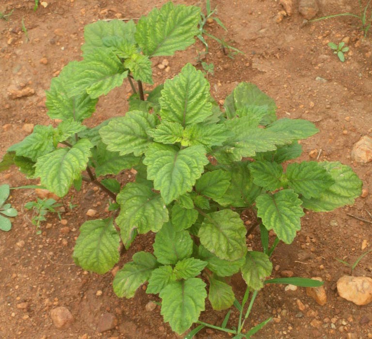 Patchouli