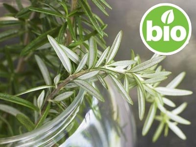 Organic Rosemary Essential Oil - CT Camphor
