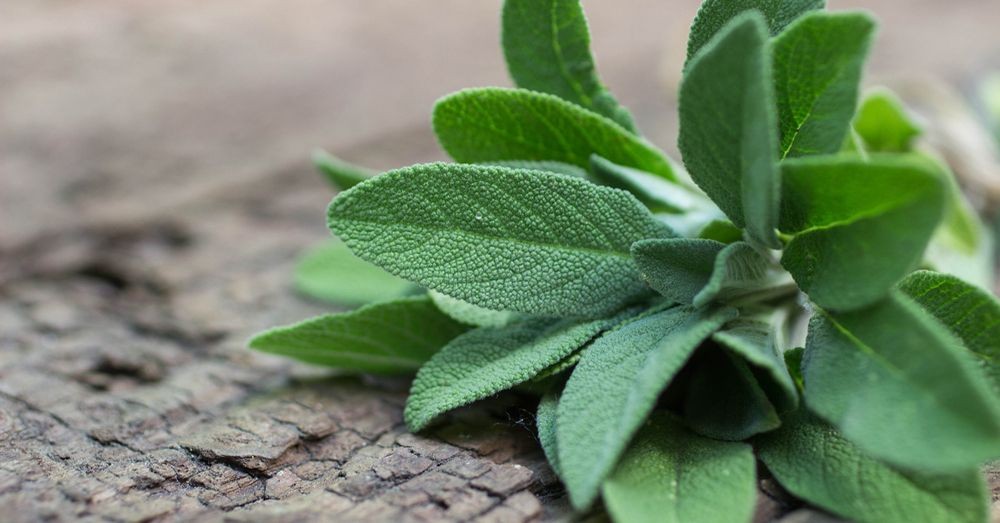 Sage