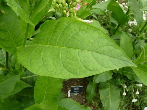 Tobacco