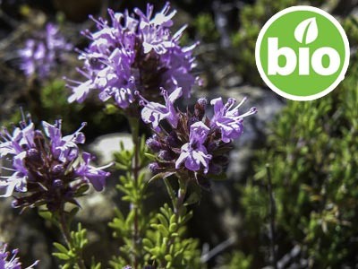 Organic Moroccan Thyme