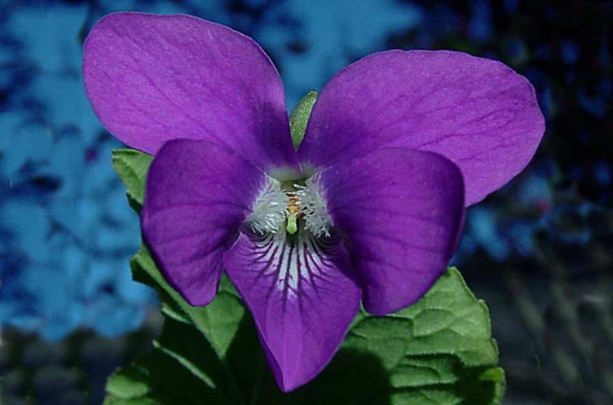 Violet Absolute
